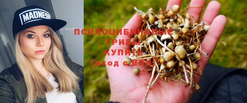 гидра зеркало  Белоусово  Галлюциногенные грибы Psilocybe 